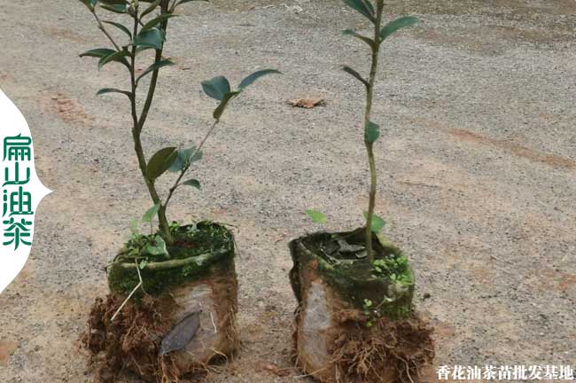 海南瓊東2號(hào)油茶苗 2024瓊東8-9號(hào)小杯苗 廣東紅土嫁接茶樹(shù)