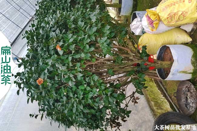 福建特大茶花樹(shù)