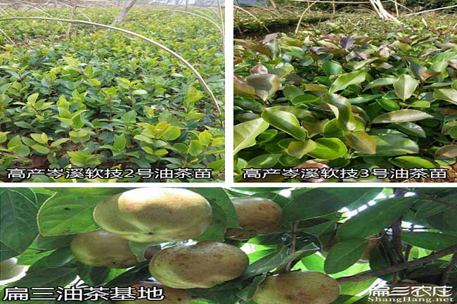 祥城鎮(zhèn)種植油茶多久才 祥城鎮(zhèn)種植油茶多久才