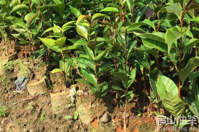 貴州長(zhǎng)林53號(hào)油茶苗