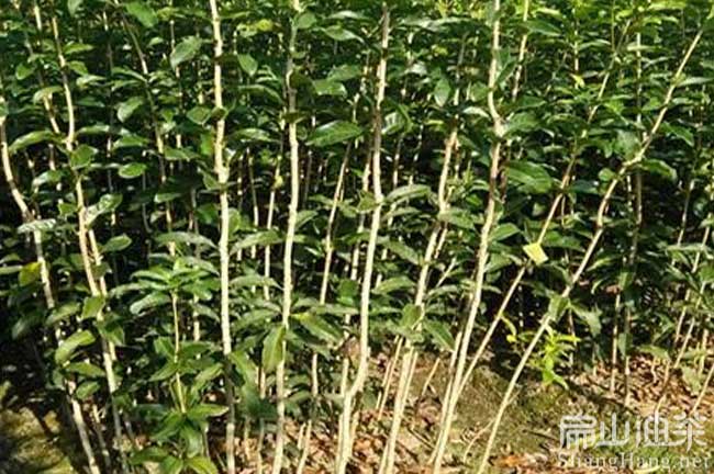 長(zhǎng)林53號(hào)