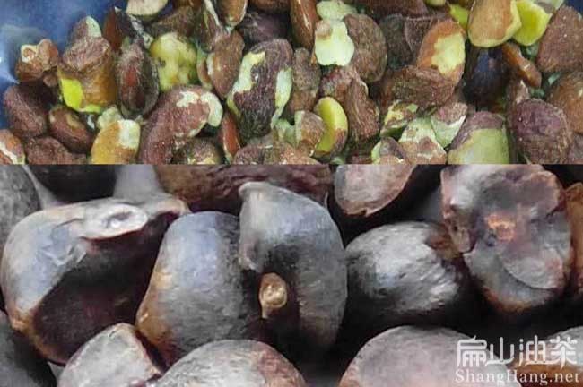 中國茶籽加工