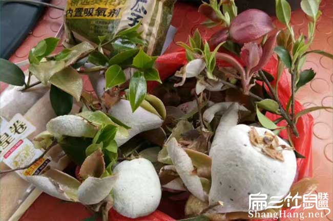 廣寧縣高產(chǎn)的的理論依 廣寧縣高產(chǎn)的的理論依