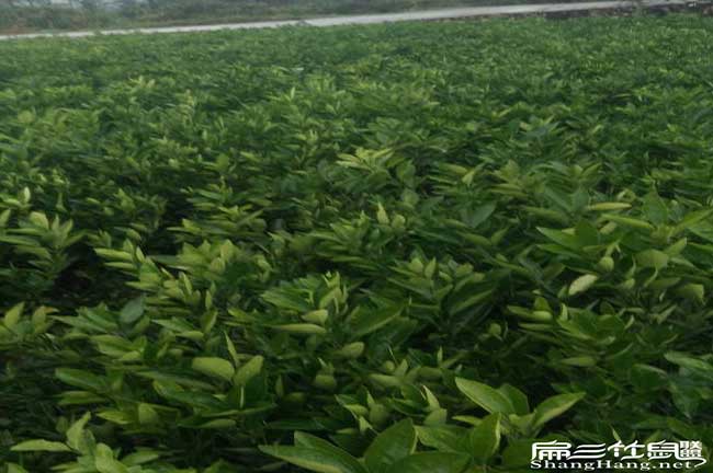 延安扁山發(fā)展油茶生產(chǎn) 延安扁山發(fā)展油茶生產(chǎn)