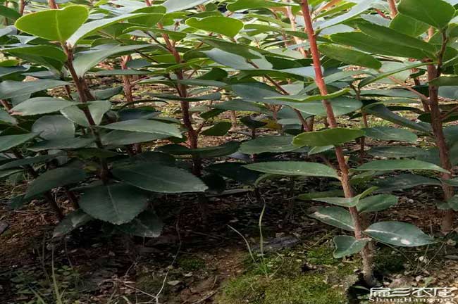沙包堡油茶苗、茶樹種 沙包堡油茶苗、茶樹種