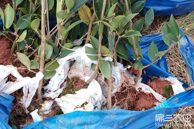 臨潼扁山油茶林下套種 臨潼扁山油茶林下套種