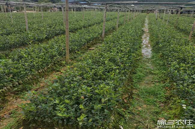 甲子鎮(zhèn) 油茶的價值及 甲子鎮(zhèn) 油茶的價值及