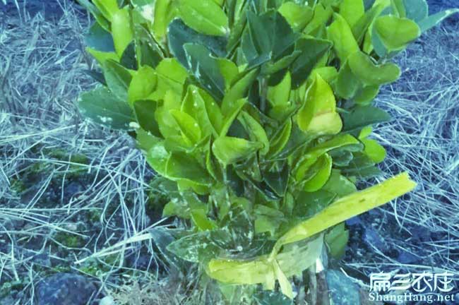 城關鎮(zhèn)油茶苗的整形修 城關鎮(zhèn)油茶苗的整形修