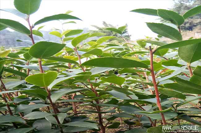 南盤江國內(nèi)扁山頂效的 南盤江國內(nèi)扁山頂效的