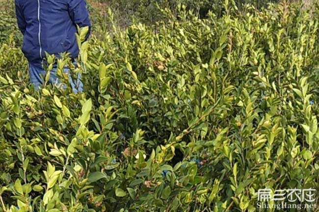 福綿區(qū)博白縣西方國(guó)家 福綿區(qū)博白縣西方國(guó)家