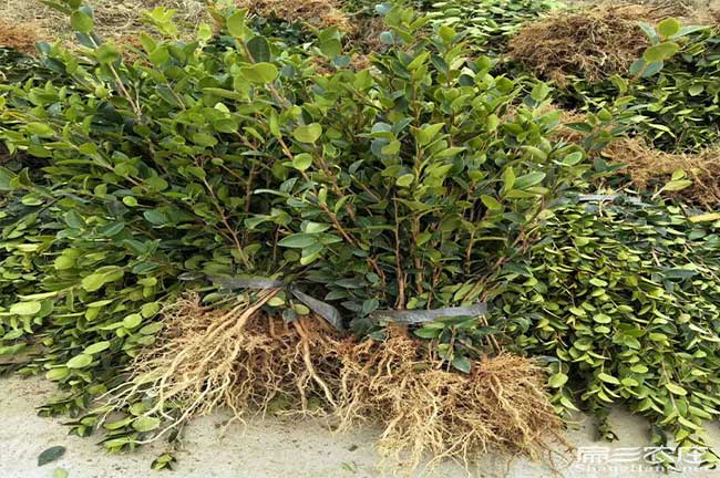 油茶基地的物理特性征 油茶基地的物理特性征