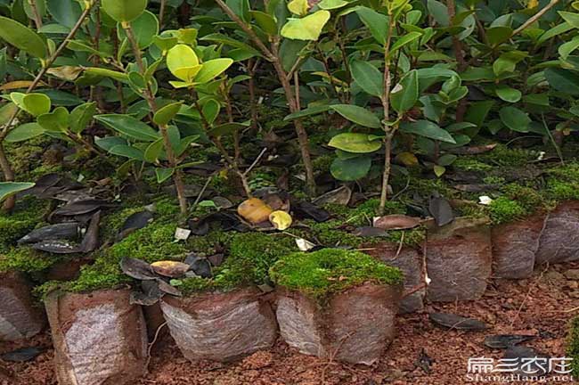 福綿區(qū)北流市油茶苗的 福綿區(qū)北流市油茶苗的