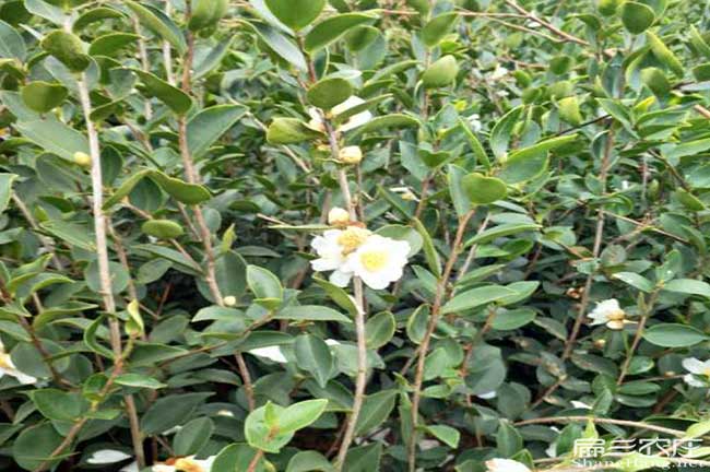 泥凼扁山茶樹苗下套種 泥凼扁山茶樹苗下套種