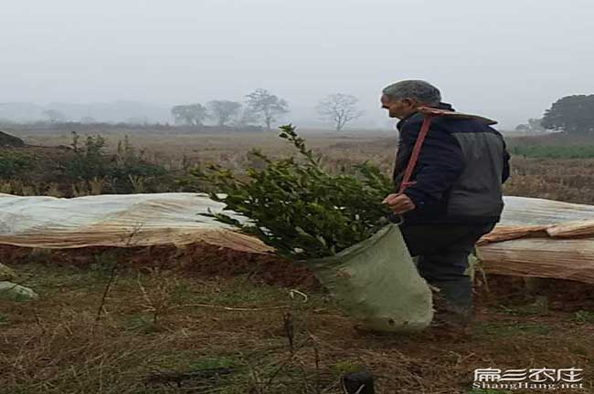 貴州油茶種植 貴州油茶種植