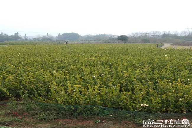 關(guān)嶺茶樹苗 關(guān)嶺茶樹苗