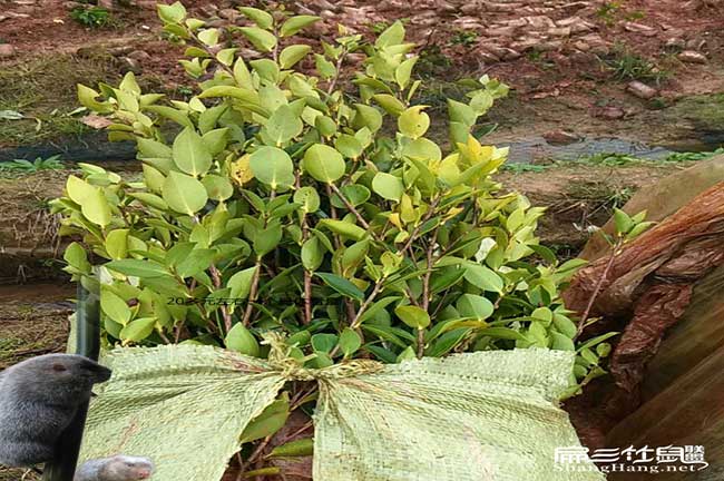 城關鎮(zhèn)油茶的生物學特 城關鎮(zhèn)油茶的生物學特