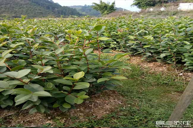白橋哪個(gè)省份的油茶品 白橋哪個(gè)省份的油茶品
