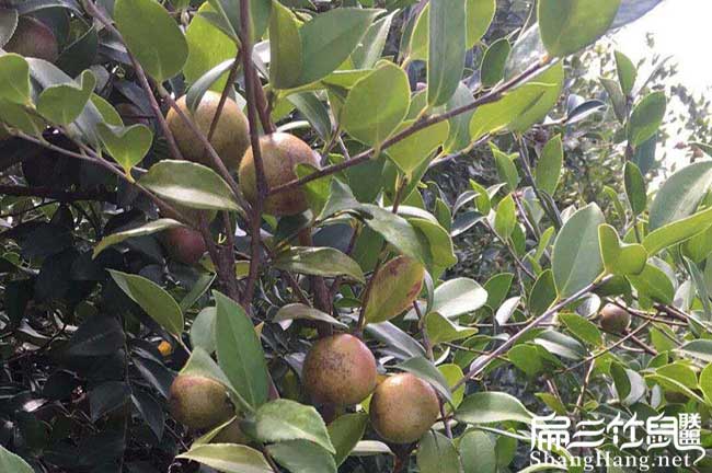 貢山獨(dú)龍高產(chǎn)的的理論 貢山獨(dú)龍高產(chǎn)的的理論