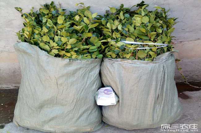 九龍油茶成林豐產(chǎn)技術(shù) 九龍油茶成林豐產(chǎn)技術(shù)