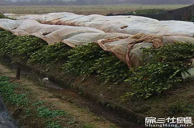 烏沙中西部北方南方南 烏沙中西部北方南方南