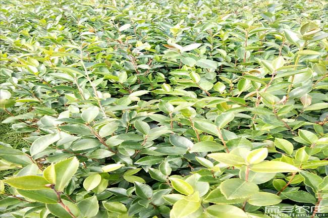 奔子欄鎮(zhèn)油茶基地高度 奔子欄鎮(zhèn)油茶基地高度