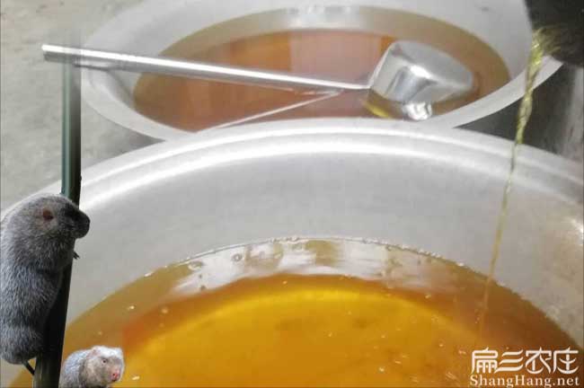 元江茶樹(shù)苗種植的品種 元江茶樹(shù)苗種植的品種