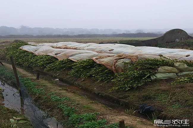如果在保和鎮(zhèn)種植油茶 如果在保和鎮(zhèn)種植油茶