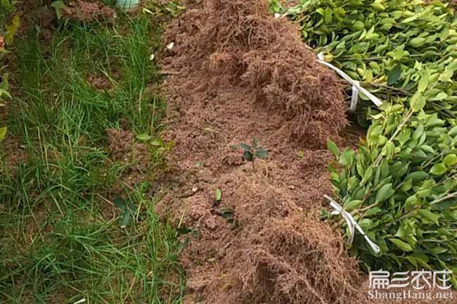 建德油茶苗價格 建德油茶苗價格