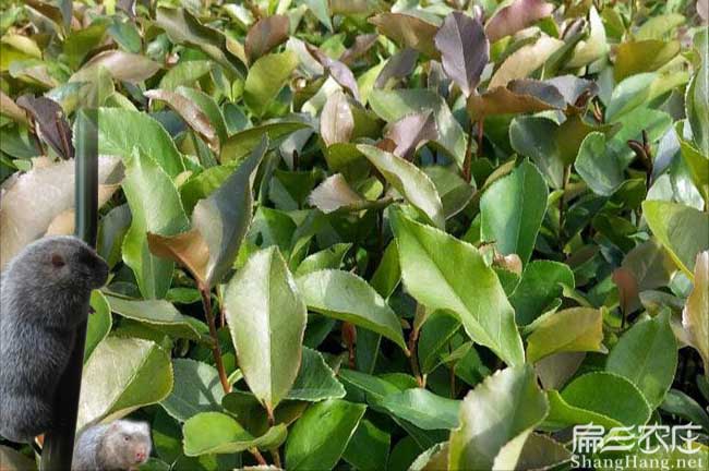 上虞油茶種植 上虞油茶種植