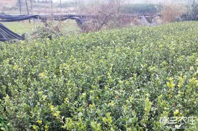 青陽(yáng)縣茶油價(jià)錢分類介 青陽(yáng)縣茶油價(jià)錢分類介