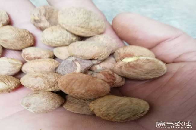 西疇國新品種油茶 西疇國新品種油茶