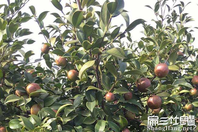 城東源茶樹苗日常管理 城東源茶樹苗日常管理