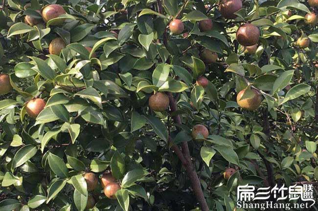 眉縣高產(chǎn)的的理論依據(jù) 眉縣高產(chǎn)的的理論依據(jù)