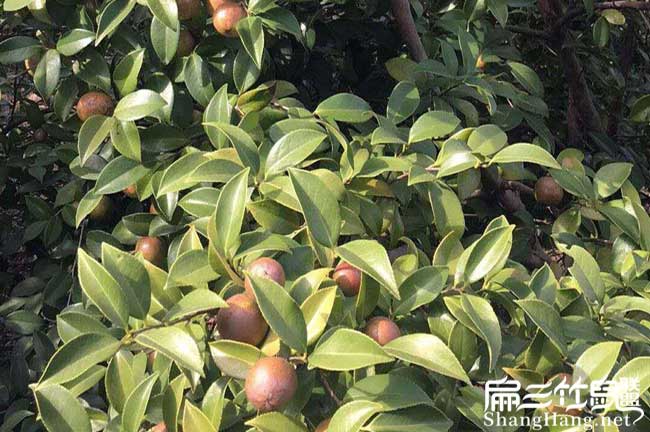 毛尖鎮(zhèn)扁山中國多出 毛尖鎮(zhèn)扁山中國多出