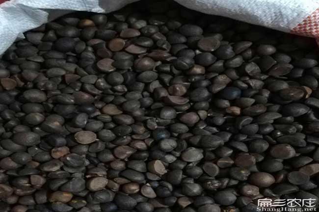 德慶縣茶樹苗種植生長(zhǎng) 德慶縣茶樹苗種植生長(zhǎng)