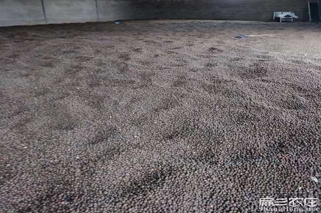 功橋油茶的生物學(xué)特性 功橋油茶的生物學(xué)特性