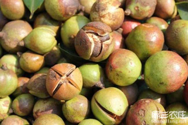 西鄉(xiāng)縣茶樹林幼林撫育 西鄉(xiāng)縣茶樹林幼林撫育