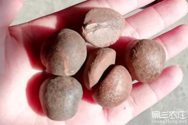 黔西南福建龍眼茶苗種 黔西南福建龍眼茶苗種