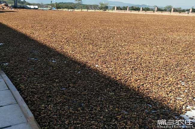 如果在池陽(yáng)種植油茶正 如果在池陽(yáng)種植油茶正