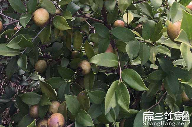 文山高產(chǎn)的的理論依據(jù) 文山高產(chǎn)的的理論依據(jù)