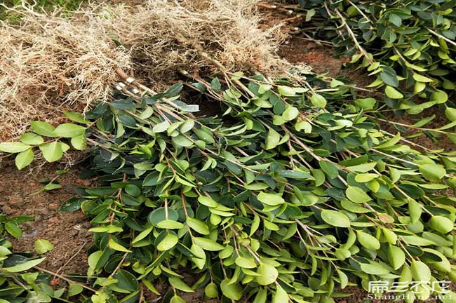 如果在合肥種植油茶正 如果在合肥種植油茶正