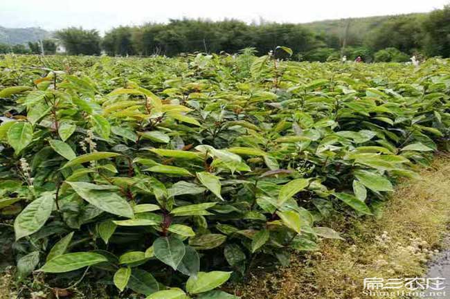 鐘山縣印度這個(gè)國(guó)家喜 鐘山縣印度這個(gè)國(guó)家喜