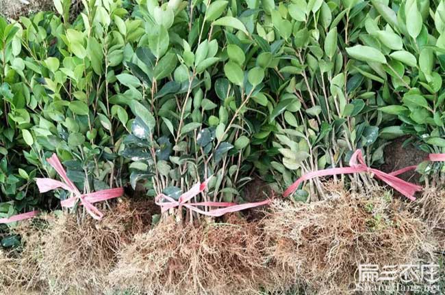 東流鎮(zhèn)源油茶苗的土壤 東流鎮(zhèn)源油茶苗的土壤