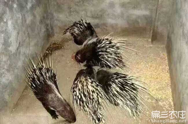 港口區(qū)平福鄉(xiāng)中國油茶 港口區(qū)平福鄉(xiāng)中國油茶