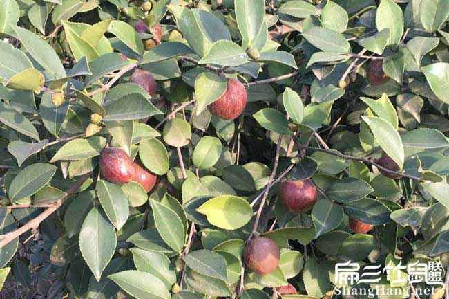 豐塘鎮(zhèn)源茶樹苗提高授 豐塘鎮(zhèn)源茶樹苗提高授