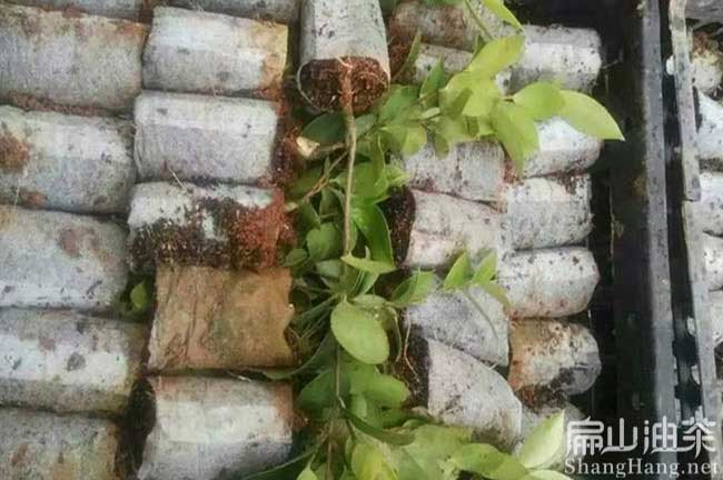 江蘇連云港油茶苗批發(fā)價(jià)格多少錢(qián)一珠？