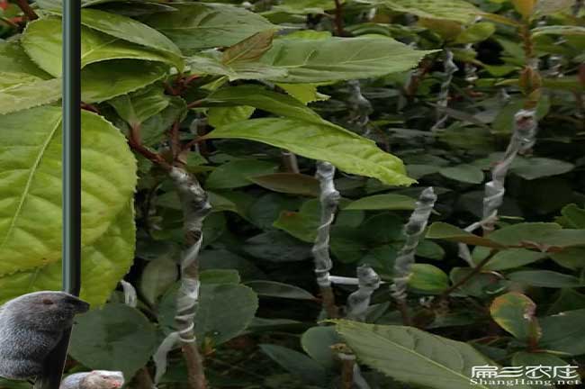 銅陵油茶苗的經(jīng)營方式 銅陵油茶苗的經(jīng)營方式
