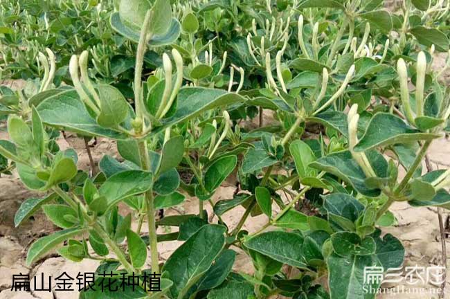 思南哪個省份的油茶品 思南哪個省份的油茶品