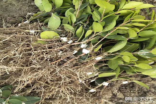 端州區(qū)茶樹管理技術(shù)與 端州區(qū)茶樹管理技術(shù)與