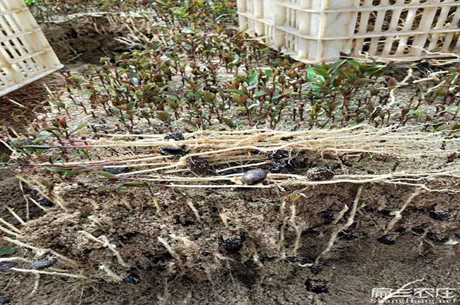 湖潤鎮(zhèn)種植油茶哪個品 湖潤鎮(zhèn)種植油茶哪個品